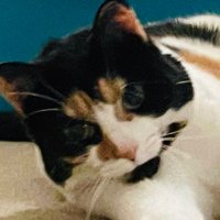 Tilly Cat 🐈 🇺🇦🇺🇦🇺🇦🇺🇦🇺🇦(@Geraldi91000465) 's Twitter Profile Photo