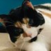 Tilly Cat ๐ ๐บ๐ฆ๐บ๐ฆ๐บ๐ฆ๐ฎ๐ช๐ฎ๐ช๐ฎ๐ช (@geraldi91000465) Twitter profile photo Tilly Cat ๐ ๐บ๐ฆ๐บ๐ฆ๐บ๐ฆ๐ฎ๐ช๐ฎ๐ช๐ฎ๐ช (@geraldi91000465) Twitter profile photo