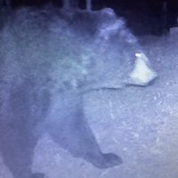 MC1094 (@boreal_cryptid) 's Twitter Profile