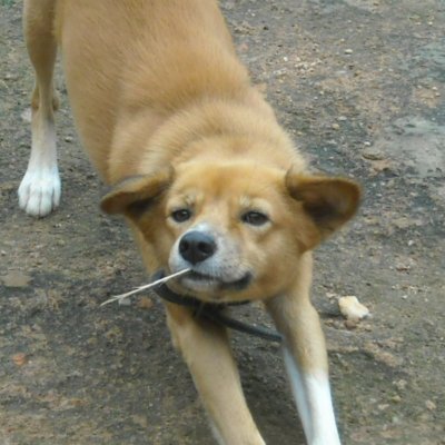 rotimiajayi03's profile picture. Aspiring Dev | Graphix Designer | Foodie | History Lover | Tech Enthusiast | Web Explorer