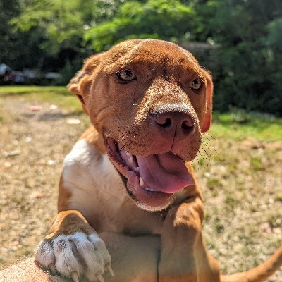 Saving dogs and cats from abuse and neglect in the Deep South.  #bitcoin https://t.co/hq5YQ9065x