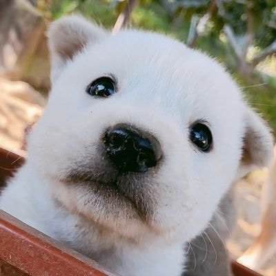 김호두さんのプロフィール画像