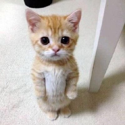 lovelyc83497108's profile picture. 