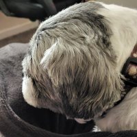 Sirigos, Jim (@oldgrouch5150) 's Twitter Profile