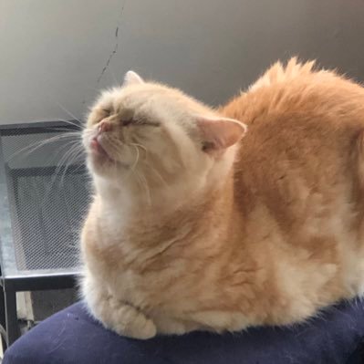 bhhola61's profile picture. 