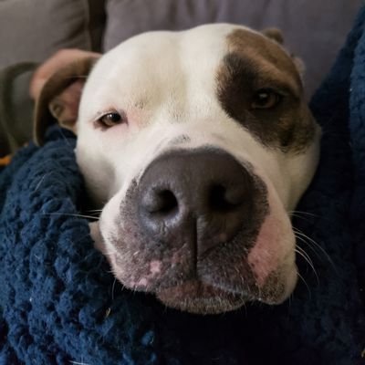 dogslife68's profile picture. 