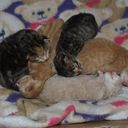 Toni Shelly Ford - @ToniSFord - Twitter