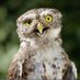 フクロウさん (@mr_owl_2963) Twitter profile photo フクロウさん (@mr_owl_2963) Twitter profile photo