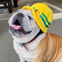 【公式】アクトランド看板犬★大五郎たいちょー (@act_daigoro) Twitter profile photo
