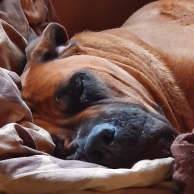 MikeB73746651's profile picture. Conservative, rationally Christian, love guns, dogs and non-woke people. Ex-SADF. Vehemently anti-communist. Married. no DMs please. Honor petit sanguinem!