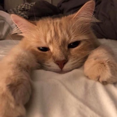 najahkhl's profile picture. life isnt life-ing