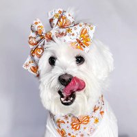 dog2458(@mariya35611) 's Twitter Profile Photo