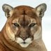 Coach Campbell (@mchcougarshoops) Twitter profile photo Coach Campbell (@mchcougarshoops) Twitter profile photo