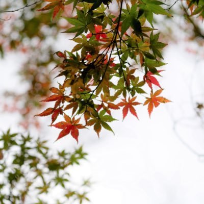 1N3y3a2n22's profile picture. 鶴丸→北予備→九大農→九大院M2/23卒/九演/声優/コナン/