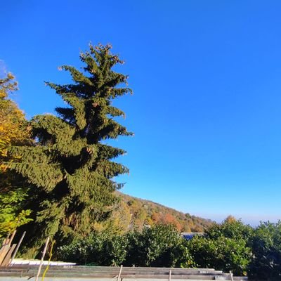 marylakebridge1's profile picture. Experientia docet