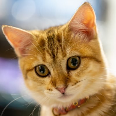 CL7 アコード乗ってます♪ カメラとキレイな景色が好きなオッサーンです。 猫とうさぎ飼ってます(*^ー^)ノ♪ 無言フォロー失礼します。