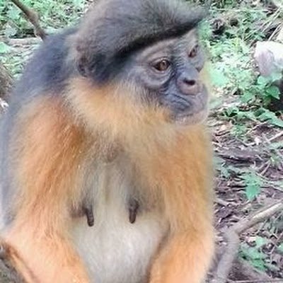 AnsumanaDDramm1's profile picture. 