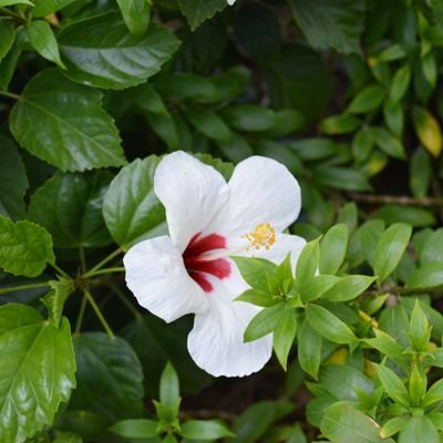 LPhpH6's profile picture. 