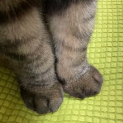 アニマルセラピーを信じて皆様の素敵なanimalRTさせてもらう垢。迷いアニマルさん、保護カフェさん、里親募集アニマルさん微力ながらRT。 #動物好き #うつ病 #アニマルセラピー 趣味垢、不定期RT。鬱治療中。頻度低め。保護🐈🐕ボランティアさん応援してます