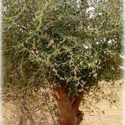 Nana339984901's profile picture. Respectable, gentille