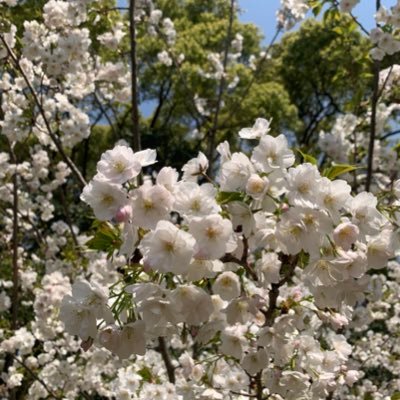 nachirurr's profile picture. このアカウントの存在意義はないです。