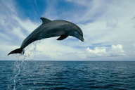 Bluecjay's profile picture. Some people dream of worthy accomplishments, while others stay awake and do them.  I choose to stay awake!