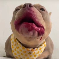 Jaji (@jajithegoat) 's Twitter Profile