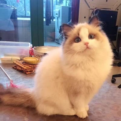 miumiufamily's profile picture. 