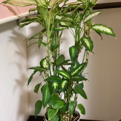 kuro77811's profile picture. 岩手県大船渡市住み。 好きな事 道の駅、産直巡り。猫。 観葉植物。家庭菜園。車で知らない道を走る事。 御朱印集め。気軽に絡んで下さい！無言フォロー、お許し下さい。