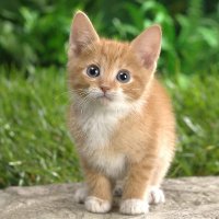 sohrab (@sohrab83344169) 's Twitter Profile