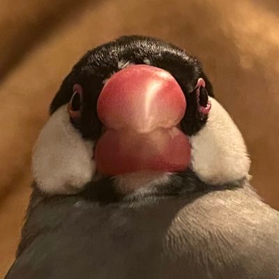 あさきしさんのプロフィール画像