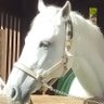 canariabianco1's profile picture. 🇯🇵East→🇺🇸West→🇯🇵West
いつか小さいポニーを飼える牧場で静かに暮らす
*中の人特定してもそっとしてネ🫠
My interests: AI, retinal research overseas, cats and horses.