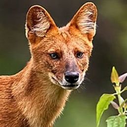 btchlvenchl_'s profile picture. Y