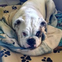 Chockitdog (@chockitdog) 's Twitter Profile