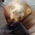 Sea lion Defense Brigade (@flipperedfriend) Twitter profile photo Sea lion Defense Brigade (@flipperedfriend) Twitter profile photo
