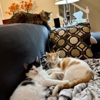 Archie, Fritz, Wolfe, Sherlock🌈& Watson🌈 (@sherlockdacat) 's Twitter Profile