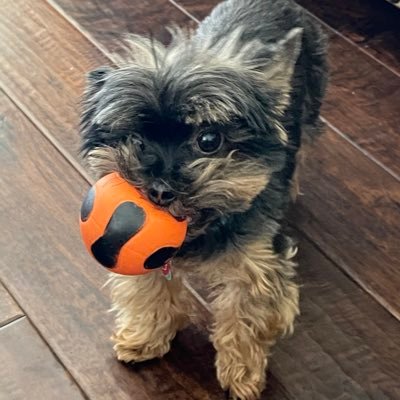 soccerpapy's profile picture. Don’t drink the koolaid.