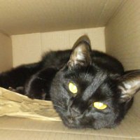 IareMittenz (@iaremittenz) 's Twitter Profile