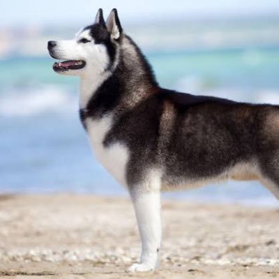 Husky Siberiano simpático do Brasil que aceita qualquer skin no fortnite! Galeria The Sims:008Pedro008. Fortnite Nick:SiberianHuskyEg ou Pedrohf008 (PS4)