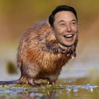 elon_muskrat (@elonisajabronie) 's Twitter Profile
