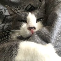 さちこっち (@sachikoxxxboum3) 's Twitter Profile