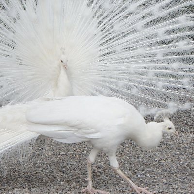 squawk, am i right?
older than you think