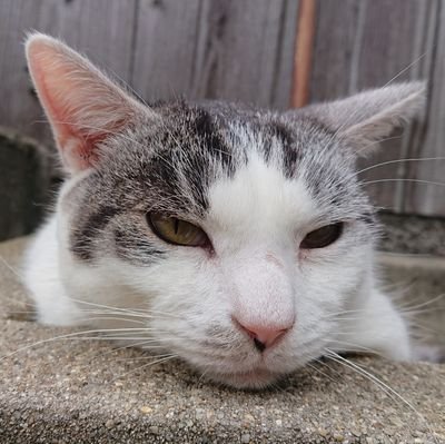 月の向こうで暮らす猫… 地元を中心に街猫(猫のいる風景)を撮影している元オフロード乗りのサラリーマン
Innovative Cat Photographers Groupブログメンバー
親戚宅の猫垢→@cat_whitemoon
※無断使用 無断転載禁止