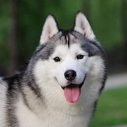 ozssoz's profile picture. AirDrop