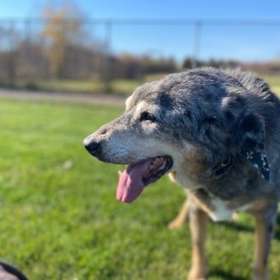 DomoAriGotto's profile picture. sota 🐢