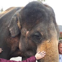 Big Elephant(@moonstruck219) 's Twitter Profile Photo