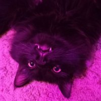 Fuck Up (@fulltimecutter) 's Twitter Profile