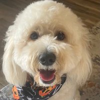 PattiS (@pattisommervold) 's Twitter Profile