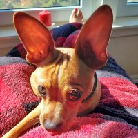 Dogula (@dogula66) 's Twitter Profile