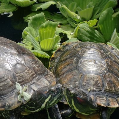 OliverDiazRo's profile picture. the big